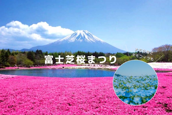 富士芝桜&ネモフィラ観賞バスツアー1